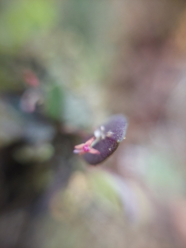 Lepanthes eros, photograph 3