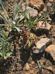 Dactylotum
