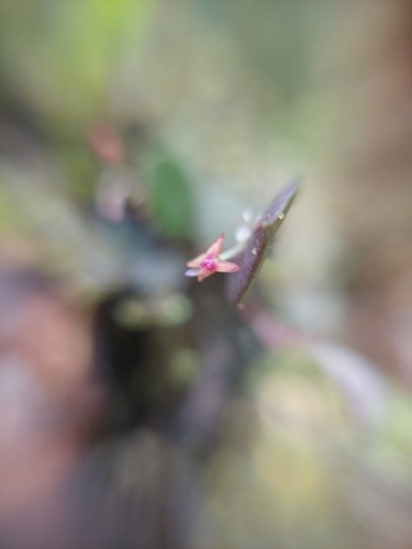 Lepanthes eros, photograph 4