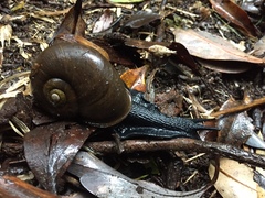 Macrocyclis peruvianus