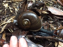 Macrocyclis peruvianus