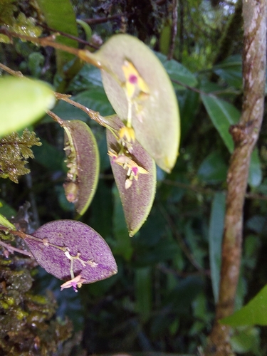 Lepanthes eros, photograph 5