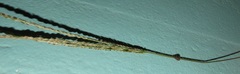 Digitaria ternata