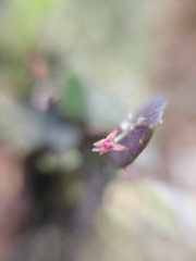 Lepanthes eros, photograph Daniel Mesa, CC BY, iNaturalist via GBIF