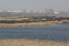 Larus fuscus barabensis