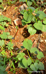 Magnoliopsida