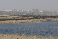 Larus fuscus barabensis