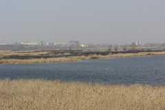 Larus fuscus barabensis