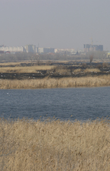 Phragmites australis