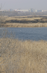 Phragmites australis