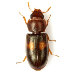 Tenebroides bimaculatus