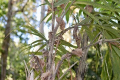 Bactris guineensis