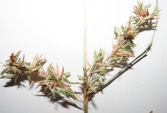 Cymbopogon nardus