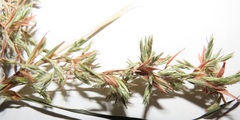 Cymbopogon nardus