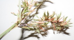Cymbopogon nardus
