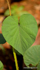 Magnoliopsida