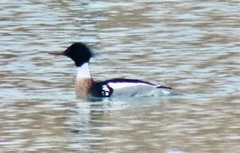 Mergus serrator