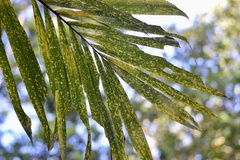 Bactris guineensis