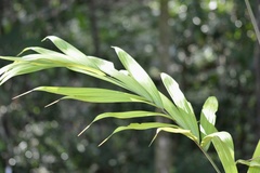 Bactris guineensis