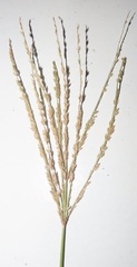 Digitaria ternata