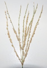 Digitaria ternata