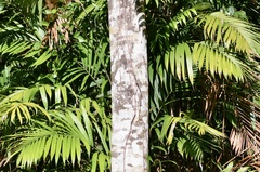 Bactris guineensis
