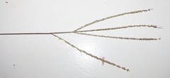 Digitaria ternata