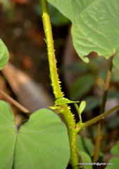 Magnoliopsida