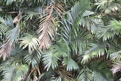 Bactris guineensis