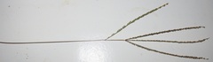 Digitaria ternata