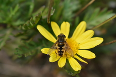 Dolichogyna chilensis