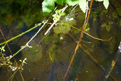 Ambystoma gracile