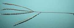 Digitaria ternata