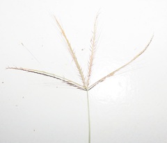 Chloris pycnothrix