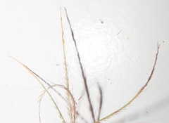 Chloris pycnothrix