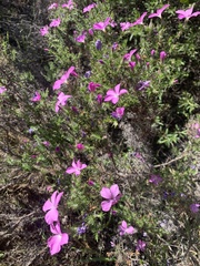 Linanthus californicus