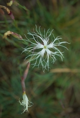 Dianthus kuschakewiczii