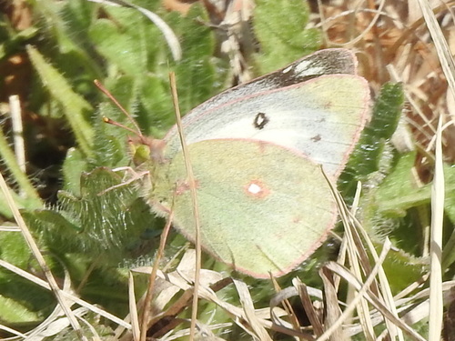 Orange sulphur