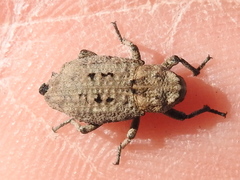 Thecesternus maculosus