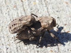 Thecesternus maculosus