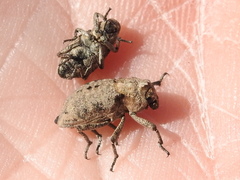 Thecesternus maculosus