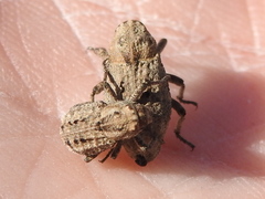 Thecesternus maculosus