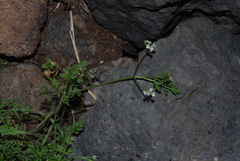 Torilis leptophylla