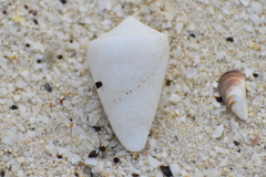 Conasprella bermudensis