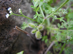 Torilis leptophylla