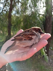 Passer domesticus