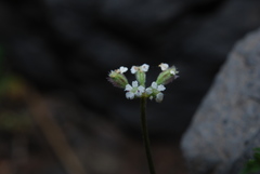 Torilis leptophylla