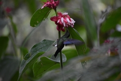 Saucerottia saucerottei