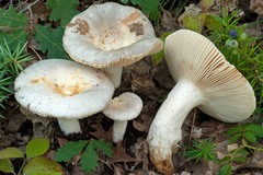 Russula pseudoaeruginea