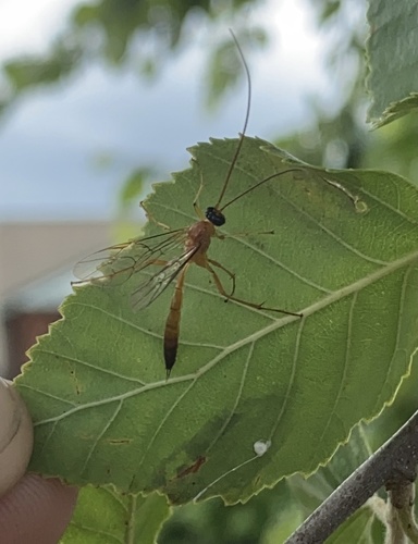 Cidaphus paniscoides